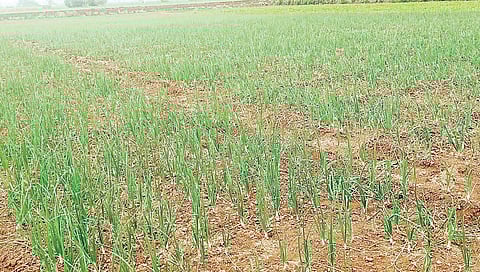 राजगुरुनगर : कांद्यावर करप्यासह किडींचा प्रादुर्भाव