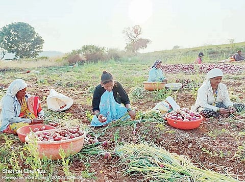 आंबेगावच्या पूर्वभागात कांदा काढणी वेगात