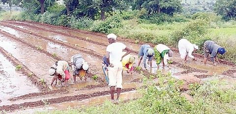 लोणी- धामणी : कांद्याचे दर कोमात, तरीही लागवड जोमात..!