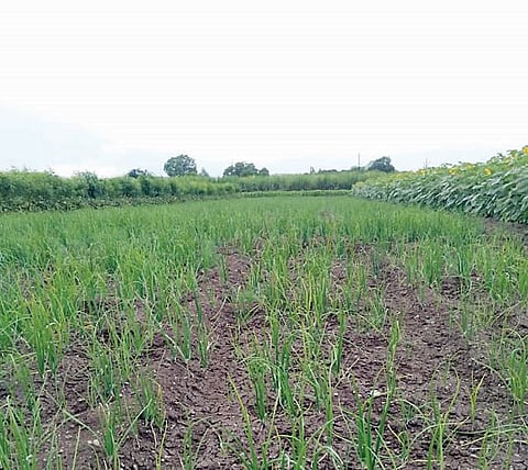 नगर : कांद्याला नाही भाव, लागवडीसाठी धावाधाव ! ज्वारीच्या आगारात कांद्याची वाढली घुसखोरी