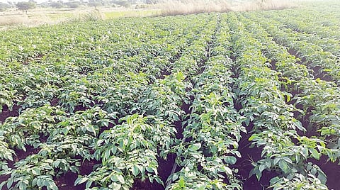 सातगाव पठार भागात बटाटा पीक जोमात