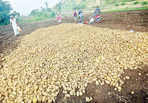 आंबेगावला बटाटा काढणीची लगबग