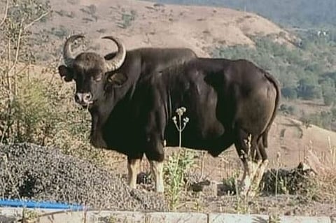 संग्रहित फोटो