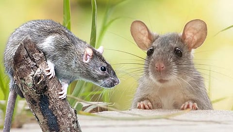 New York Job Offer :’या’ शहरात उंदीर पकडण्यासाठी नोकरभरती; पगार १ कोटी, जाणून घ्या पात्रता…