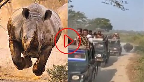 Rhinoceros Video : पळा…पळा… गेंडा आला, राष्ट्रीय उद्यानात पर्यटकांची पळता भुई थोडी (व्हिडीओ)