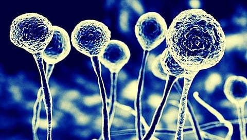 Black & White Fungus : गाझियाबादमध्ये सापडला ब्लॅक, व्हाईट फंगसचा पहिला रुग्ण