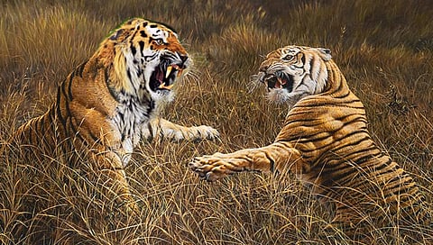 भंडारा : लेंडेझरीत दोन वाघांच्या झुंजीत एकाचा मृत्यू