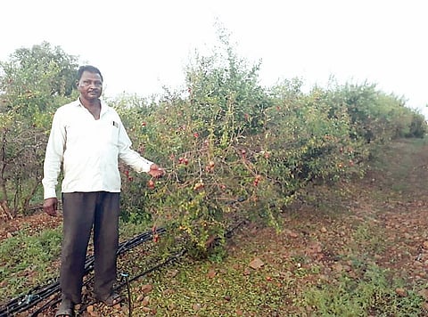 इंदापूर : डाळिंबाच्या चारशे झाडांवर मारले विषारी औषध