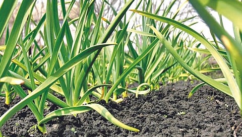 कृषी अर्थ : लसूण लागवडीतून अर्थार्जन