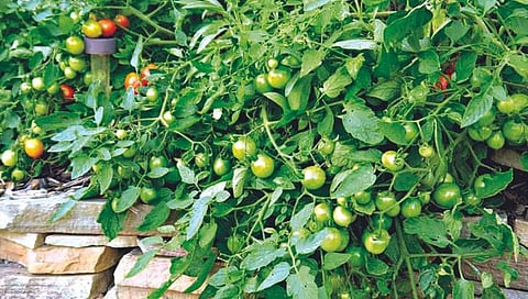 Tomato : टॉमेटोच्या रोपांची निगराणी कशी कराल? जाणून घ्या सविस्तर