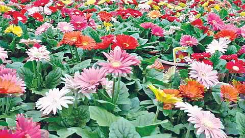 कृषितंत्र : हरितगृहात जरबेरा लावताना…