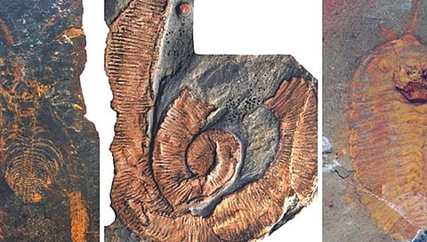 Arthropod Fossils : सात फूट लांबीच्या आर्थोपॉडचे जीवाश्म