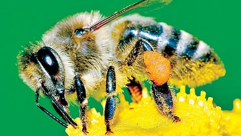 मधमाशांच्या संवर्धनाचे गाव