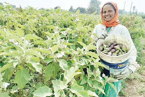 वांग्यांचे भाव उतरल्याने शेतकरी हतबल; खेड तालुक्यातील परिस्थिती