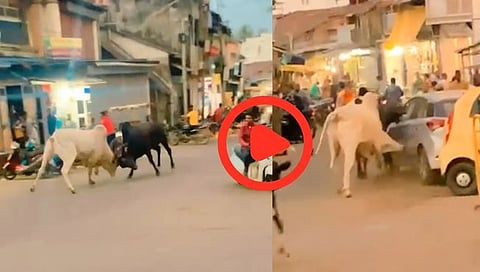 निपाणीत मोकाट जनावरांच्या झुंजीत लाखोंचे नुकसान; चारचाकी, दुचाकींसह दुकानांची मोडतोड