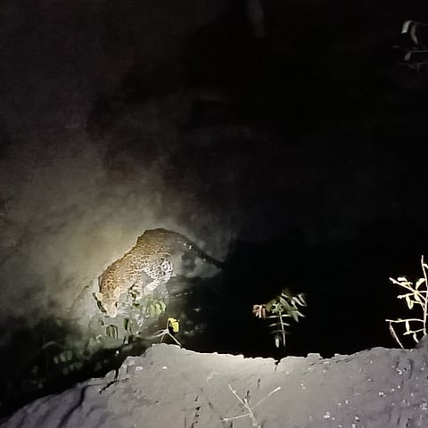 श्रीगोंदा : विहिरीत अडकलेल्या बिबट्याची दोन तासांच्या अथक प्रयत्नानंतर सुटका