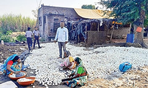 बावडा : पांढर्या कांद्यास चांगला दर!