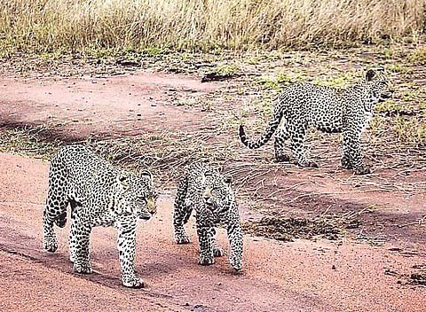 पुणे : उदंड जाहले बिबटे ! स्वत:चे संरक्षण करण्याची जबाबदारी मनुष्यावर