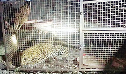 संगमनेर : कोंबड्यांच्या खुराड्यात बिबट्या