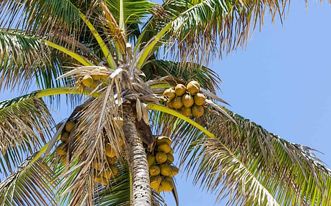 पिंपरी : पालिका आयुक्त कल्पवृक्षासाठी मसिहा, नारळाच्या वृक्षतोडीस आलेले साडेतीनशेहून अधिक अर्ज फेटाळले