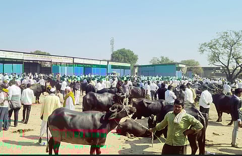 नगर : जनावरांच्या बाजारात दीड कोटींची उलाढाल