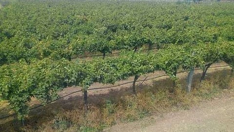 संग्रहीत छायाचित्र