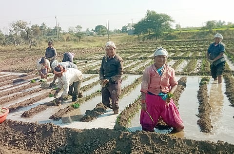 नेवासा तालुक्यात कांदा लागवडीला वेग