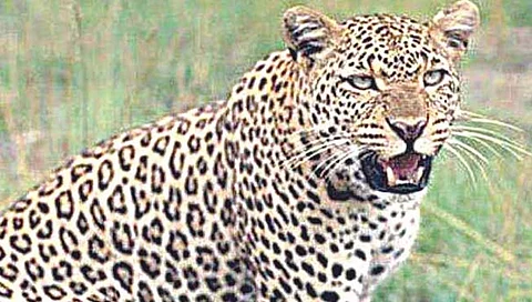 औरंगाबाद : पिंपळदरी येथे बिबट्याच्या हल्ल्यात ३ शेळ्या ठार; परिसरात भीतीचे वातावरण ;