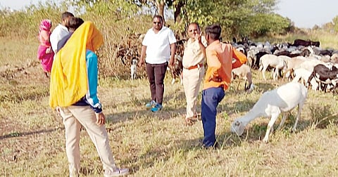 बिबट्याचा मेंढपाळावर हल्ला करण्याचा प्रयत्न; मंचर येथे कळपातील मेंढीची शिकार