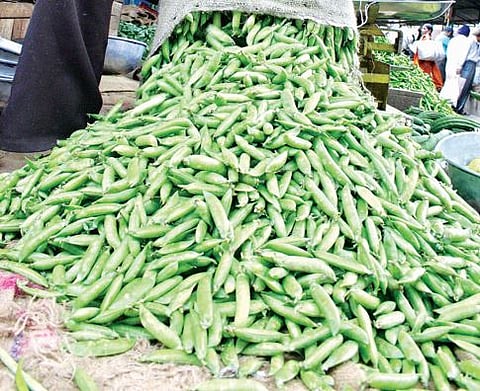 Market News : मटार, मिरची, शेवग्याची आवक वाढली