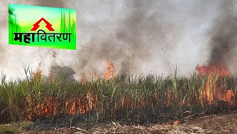 जालना : शॉर्टसर्किटने ८ एकर ऊस जळून खाक, महावितरणच्या गलथान कारभारामुळे आग लागल्याचा शेतकऱ्यांचा आरोप