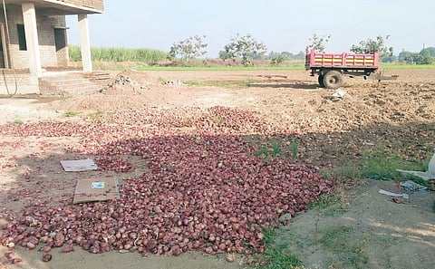 नागापूर येथे बराकीबाहेर पडलेला सडलेल्या कांद्यांचा ढीग. (छाया : किशोर खुडे)