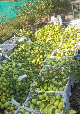 नगरी पेरूची परदेशींनाही भुरळ ! अमेरिका, इंग्लंड, दुबईत पोहचला ज्युस; जेऊर पट्टा पेरूचे पठार