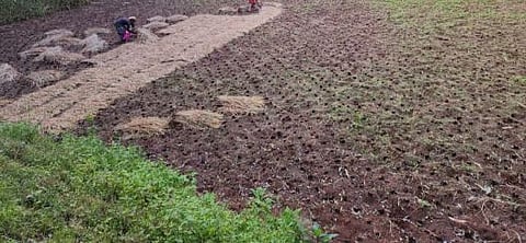 वेल्हे : वन्यप्राण्यांच्या त्रासाने रब्बीचे क्षेत्र घटले