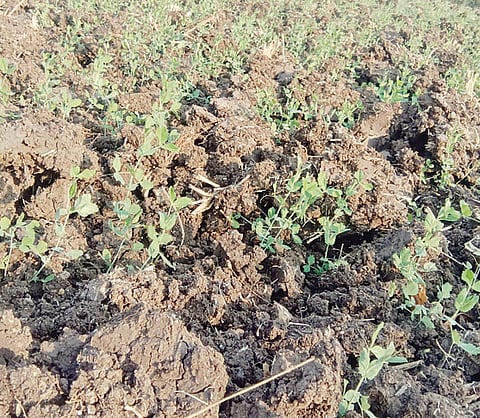 कामशेत : ढगाळ वातावरणामुळे रब्बी पिके धोक्यात