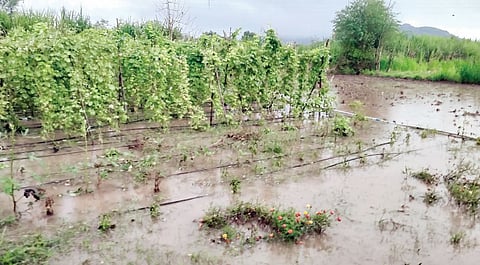 पारगाव : सरते वर्ष शेतकर्यांसाठी अतिनुकसानकारक; शासनानेही शेतकर्यांच्या तोंडाला पुसली पाने