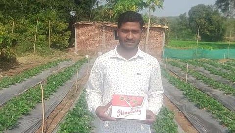 नांदेड : महाबळेश्वरच्या स्ट्रॉबेरीला आता मराठवाड्यामध्ये बहर : युवा शेतकऱ्याच्या प्रयत्नांना यश (Strawberry)