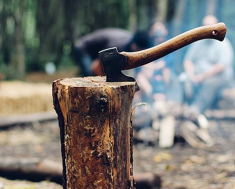 पिंपरी : वृक्षतोडीबाबत वन विभागाकडून चौकशीचे आदेश