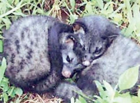 शिक्रापूर : रान, उदमांजरांची पिले, बिबट बछड्यांना घाबरू नका, वनपरिक्षेत्र अधिकारी यांचे आवाहन