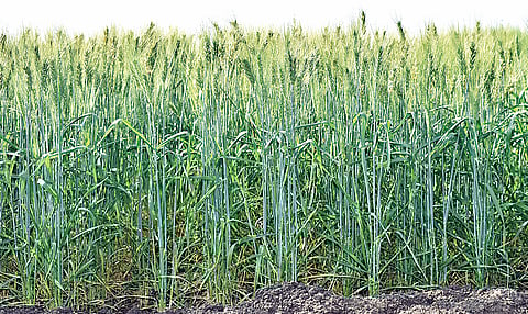 राहुरी : म. फुले कृषी विद्यापीठाच्या 7 नवीन वाणांना मान्यता