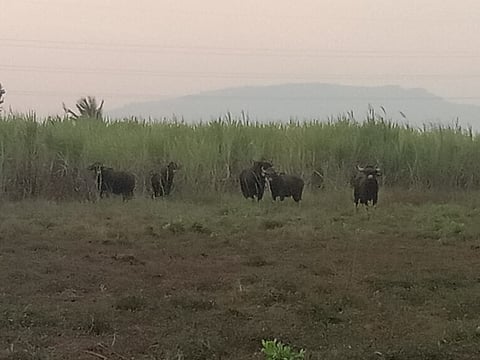 कोल्हापूर : वडणगे पोवार पाणंद मार्गावर पाच गव्यांचा कळप