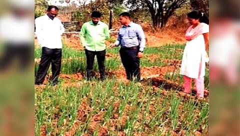 रायगड : नेरळमध्ये पांढऱ्या कांद्याची शेती बहरली; पहिलाच प्रयोग उल्हास नदी तीरावर यशस्वी