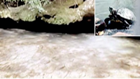 गोवा : कासवांच्या मटणासाठी जीवघेणे धाडस ; दोघांच्या मृत्यूने प्रकार उघड