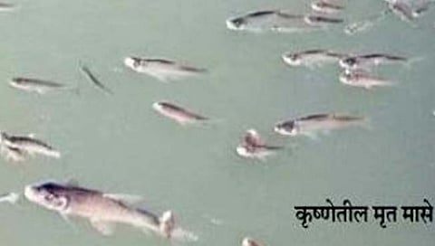 सांगली : कृष्णा प्रदूषणच्या विळख्यात