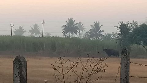 कोल्हापूर : जयसिंगपूर नांदणी परिसरात गवा आल्याने खळबळ