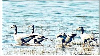 खटाव तालुक्यात फ्लेमिंगोंची अद्याप प्रतीक्षाच; पट्टेरी राजहंस ठरताहेत आकर्षण
