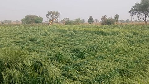 अजिंठा : शेतकऱ्यांवर संकट! अवकाळी पावसाच्या तडाख्याने रब्बी पिकांचे मोठे नुकसान