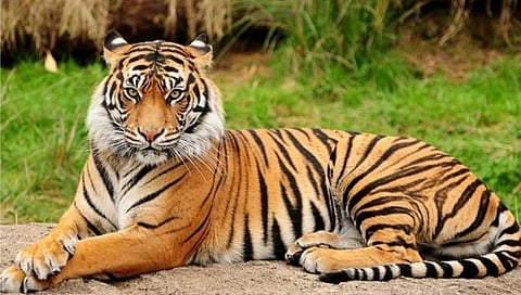 चंद्रपूर : ब्रम्हपूरी तालुक्यात वाघिणीचा विहिरीत पडून मृत्यू