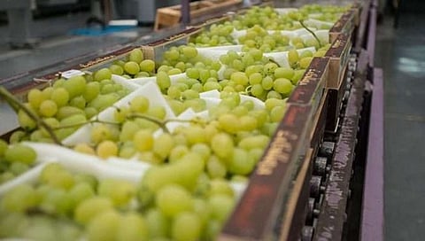 द्राक्ष निर्यात,www.pudhari.news