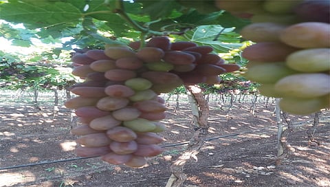 नाशिक : निफाडचा पारा ५ अंशावर; द्राक्षमण्यांना तडे जाण्याचा धोका वाढला